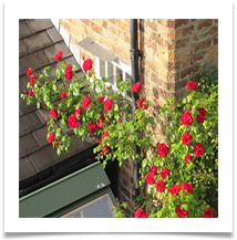 Roses at Chester 12-06-2013 - Helen Kulczycki